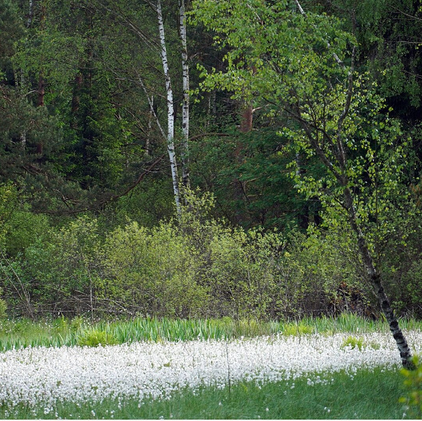 KI generiert: Wiese mit weißen Blumen, umgeben von Bäumen im Wald.