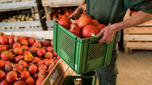 Mann mit Kürbissen in einer grünen Kiste