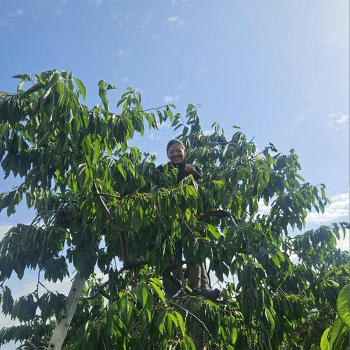 KI generiert: Eine Person auf einer Leiter in einem Baum mit vielen grünen Blättern, unter blauem Himmel.