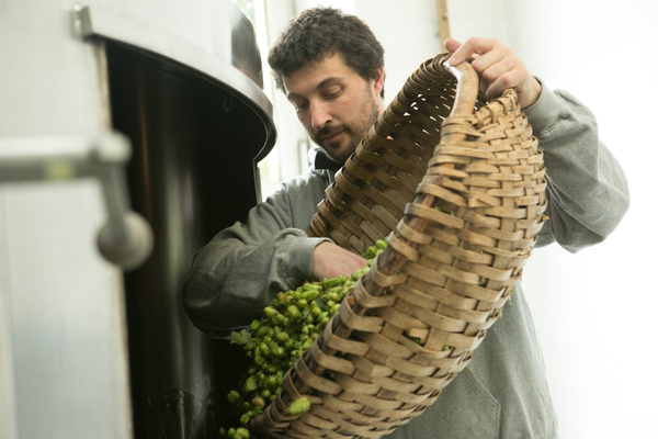 KI generiert: Ein Mann leert einen Korb voller grüner Hopfen in einen Behälter.