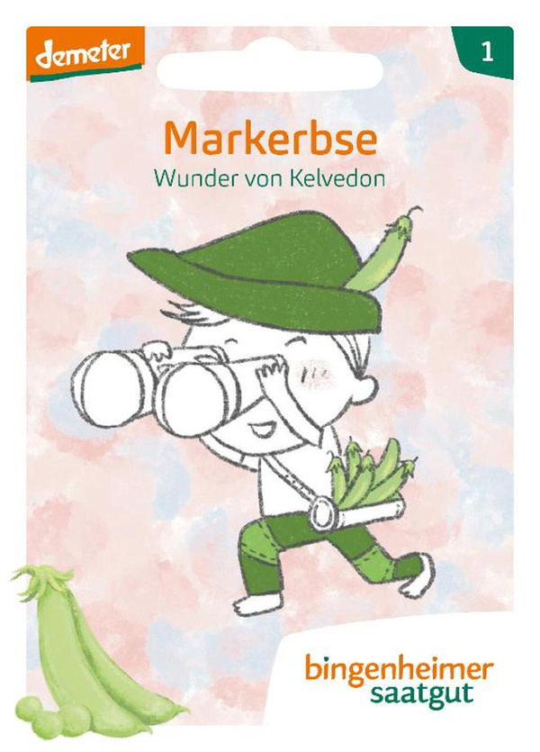 Produktfoto zu Saatgut Erbse Wunder von Kelvedon