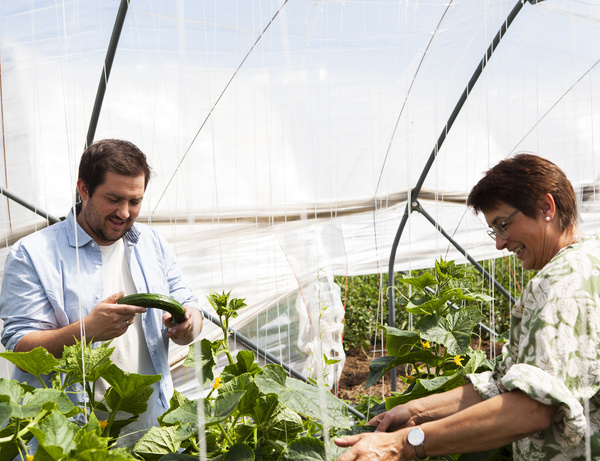KI generiert: Zwei Personen ernten Gurken in einem Gewächshaus voller Pflanzen.