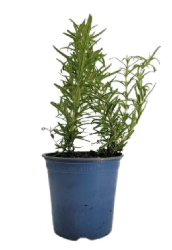 Produktfoto zu Rosmarin im Topf