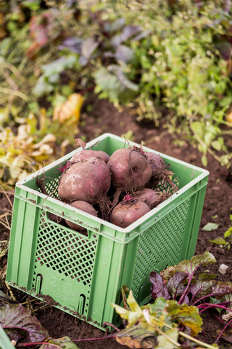 KI generiert: Ein grüner Plastikkorb voller frisch geernteter roter Bete im Garten.