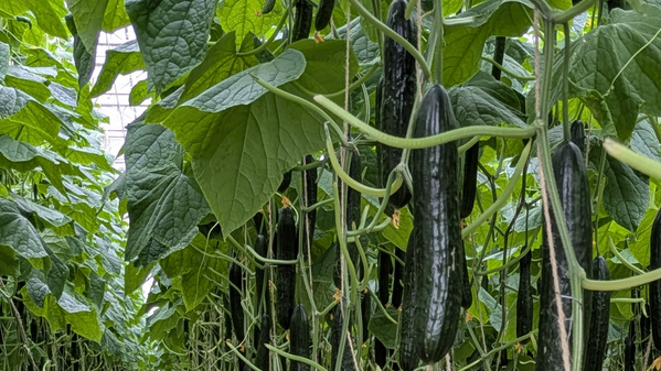 KI generiert: Gurken wachsen hängend in einem Gewächshaus, umgeben von großen grünen Blättern.