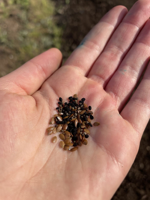 KI generiert: Eine Hand hält eine Mischung aus kleinen, braunen und schwarzen Samen.