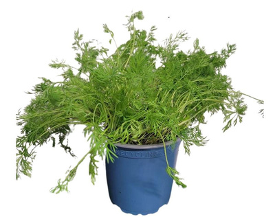 Produktfoto zu Dill im Topf