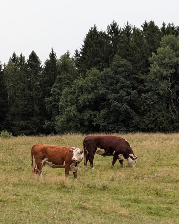 KI generiert: Zwei Kühe grasen auf einer Wiese vor einem Hintergrund aus hohen Bäumen.