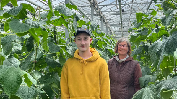 KI generiert: Zwei Personen in einem Gewächshaus mit vielen Gurkenpflanzen.