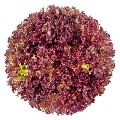 Produktfoto zu Lollo Rosso