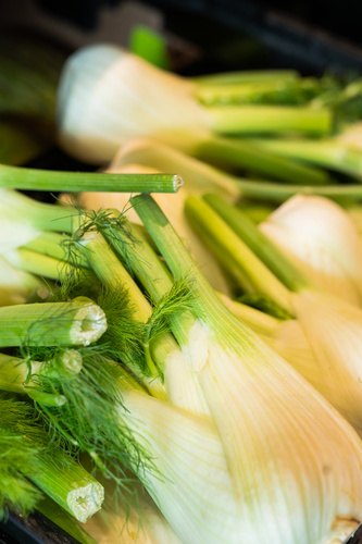 KI generiert: Frische Fenchelknollen in Nahaufnahme.