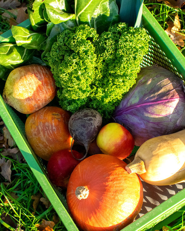 KI generiert: Ein Korb mit frischem Gemüse: Kürbis, Grünkohl, Rote Beete, Apfel, Mangold und Rotkohl.
