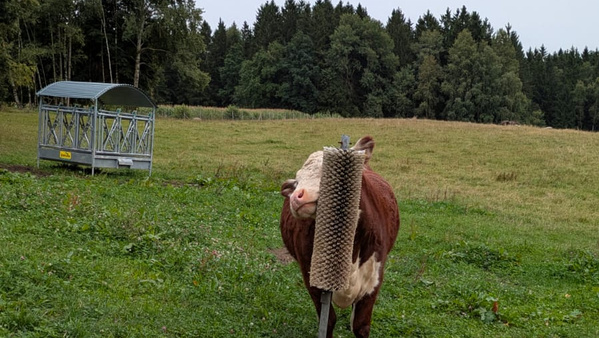 KI generiert: Eine Kuh reibt sich an einer Bürste auf einer Wiese, im Hintergrund ein Heuraufe.