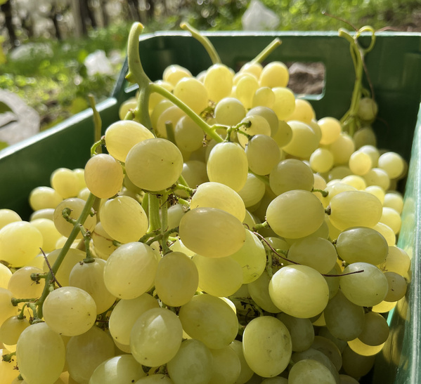KI generiert: Gelbe Trauben in einer grünen Kiste im Freien.
