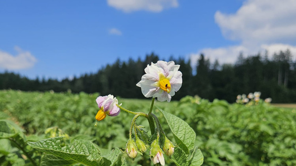 KI generiert: Blühende Kartoffelpflanze auf einem Feld vor einem Wald unter blauem Himmel.
