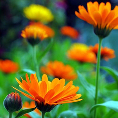 Produktfoto zu Ringelblumen