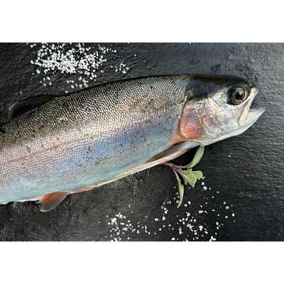 Produktfoto zu Regenbogenforelle