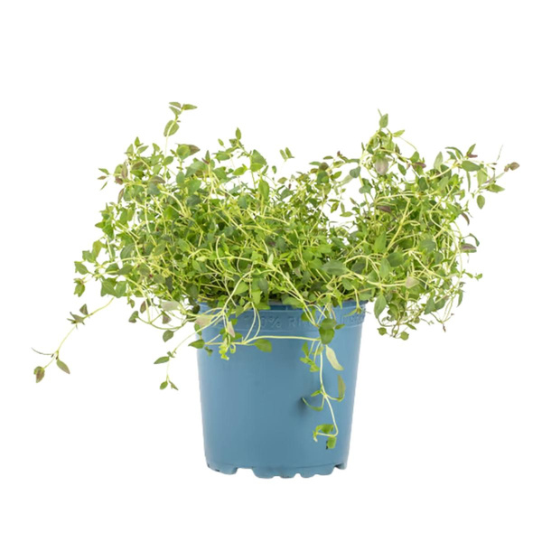 Produktfoto zu Thymian im Topf
