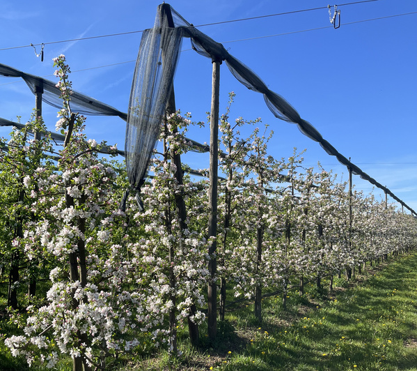 KI generiert: Reihen blühender Obstbäume in einer Plantage unter einem klaren blauen Himmel.