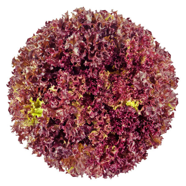 Produktfoto zu Lollo Rosso