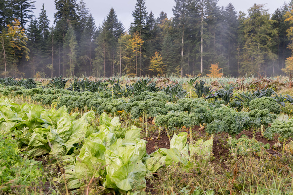 KI generiert: Gemüsefeld mit verschiedenen grünen Pflanzen, umgeben von Wald und leichtem Nebel.