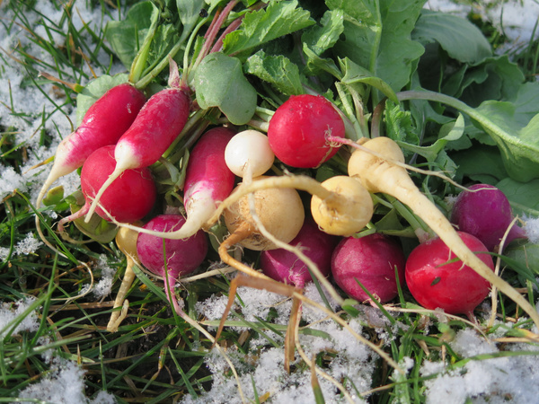 KI generiert: Auf dem Bild sind frisch geerntete, bunte Radieschen auf einer Wiese zu sehen, die leicht mit Schnee bedeckt ist. Die Radieschen zeigen eine Vielfalt an Farben und Blattformen.