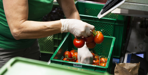 KI generiert: Eine Person sortiert Tomaten in eine grüne Kiste.