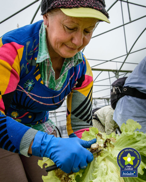 KI generiert: Eine Frau erntet Salat in einem Gewächshaus. Text: "Zukunft Vielfalt Respekt bioladen."