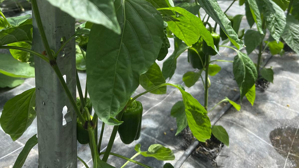 KI generiert: Paprikapflanzen wachsen in einem Gewächshaus.