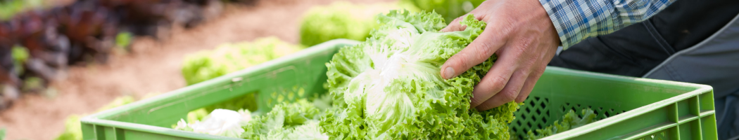 KI generiert: Eine Person legt frischen Salat in eine grüne Kiste auf einem Feld.