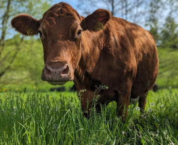 KI generiert: Das Bild zeigt eine braune Kuh auf einer grünen Wiese mit Bäumen im Hintergrund. Die Szene wirkt ländlich und friedlich.