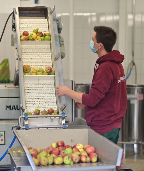 KI generiert: Obstwiese mit grünem Gras und mehreren Obstbäumen, umgeben von einem Drahtzaun. Keine Texte vorhanden.