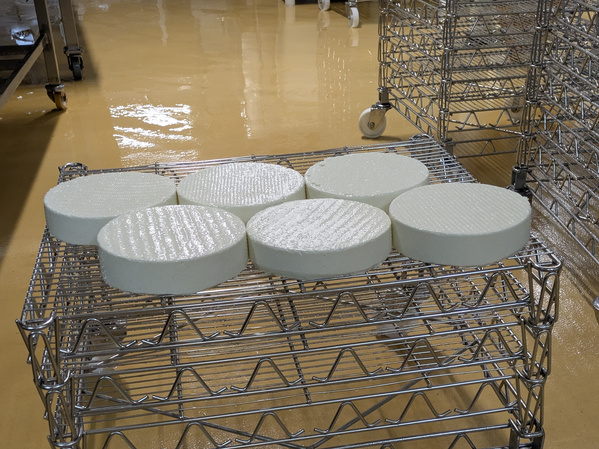 KI generiert: Käselaibe reifen auf Holzregalen in einem Lagerraum.