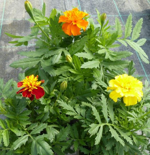 Produktfoto zu Tagetes