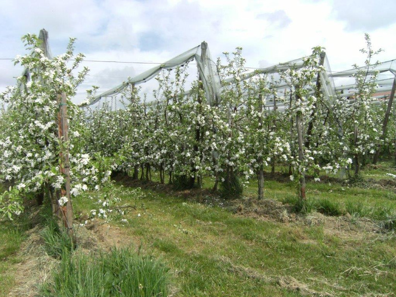 KI generiert: Apfelbäume in einem Obstgarten mit Netzen, die Schutz bieten.