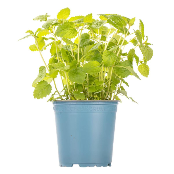 Produktfoto zu Minze im Topf