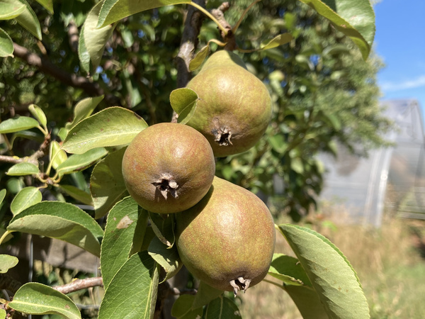 KI generiert: Drei reife Birnen an einem Baum mit grünen Blättern bei sonnigem Wetter.
