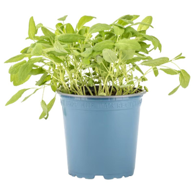 Produktfoto zu Salbei im Topf