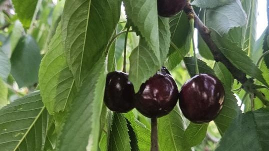 KI generiert: Dunkle Kirschen hängen an einem Baumzweig zwischen grünen Blättern.