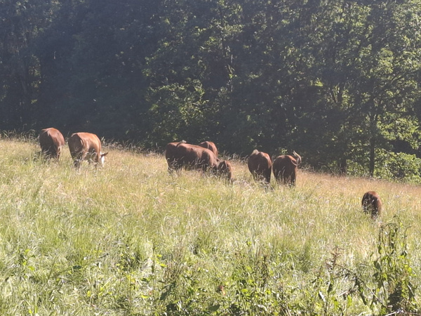 KI generiert: Kühe grasen auf einer sonnigen Weide vor einem Waldhintergrund.