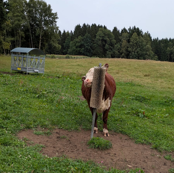 KI generiert: Eine Kuh reibt sich an einer Bürste auf einer Wiese.
