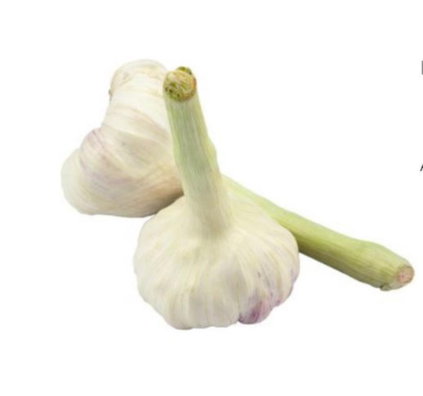 Produktfoto zu Knoblauch frisch