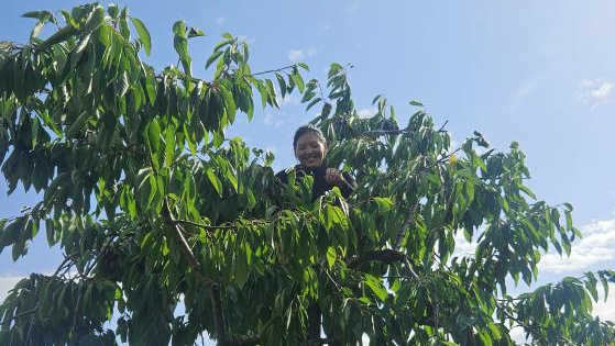 KI generiert: Eine Person sitzt lächelnd in den Ästen eines großen, blättrigen Baumes unter blauem Himmel.
