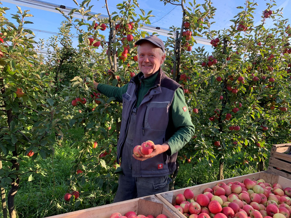 KI generiert: Ein Mann steht in einem Apfelgarten und hält Äpfel.