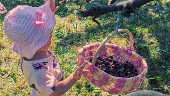 KI generiert: Ein Kind mit Hut betrachtet einen Korb voller Kirschen, der an einem Ast hängt.