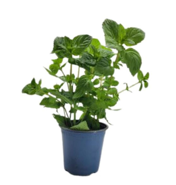 Produktfoto zu Minze im Topf