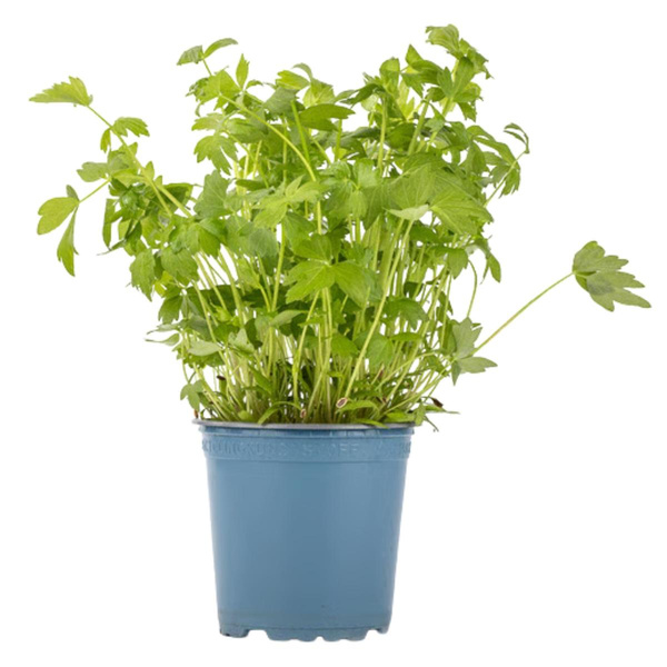 Produktfoto zu Liebstöckel im Topf