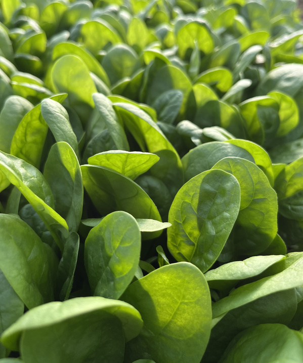 KI generiert: Nahaufnahme von frischem Spinat mit intensiv grünen Blättern.