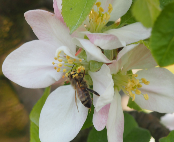 KI generiert: Eine Biene bestäubt eine Blüte mit weißen Blütenblättern und gelben Staubblättern.