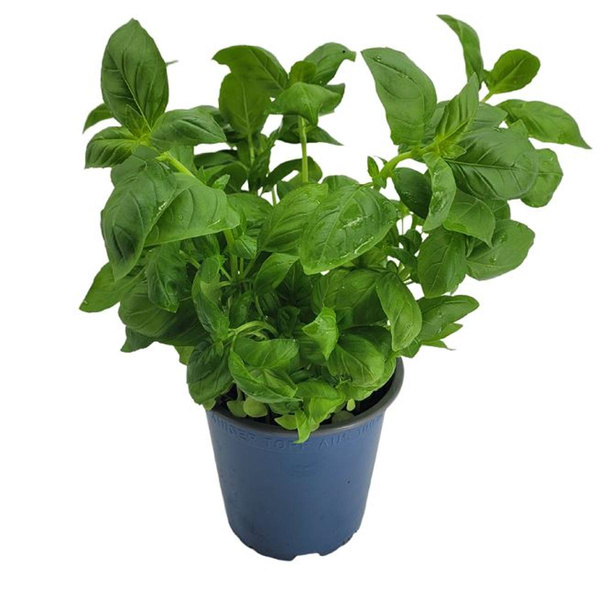 Produktfoto zu Basilikum im Topf